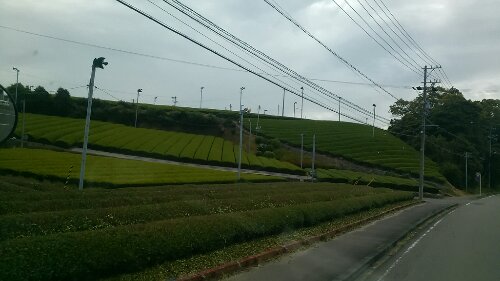 IMG_20130611_082925.jpg image