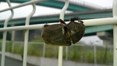 IMG_20130727_072256.jpg image