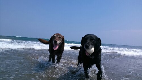 IMG_20130829_122640.jpg image