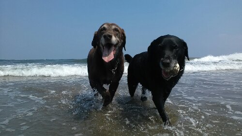 IMG_20130829_123122.jpg image