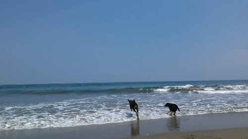 IMG_20130829_124004.jpg image