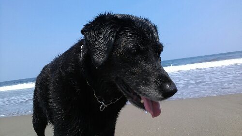 IMG_20130829_124318.jpg image