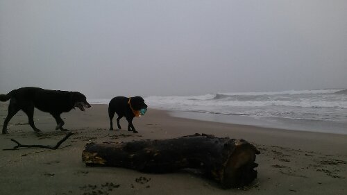 IMG_20130908_054049.jpg image