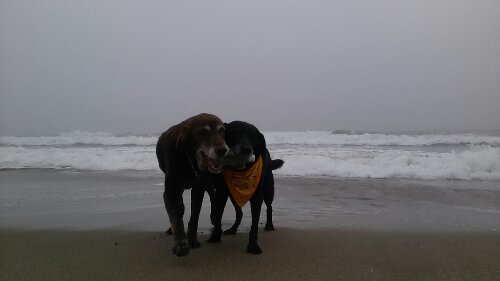 IMG_20130908_054230.jpg image