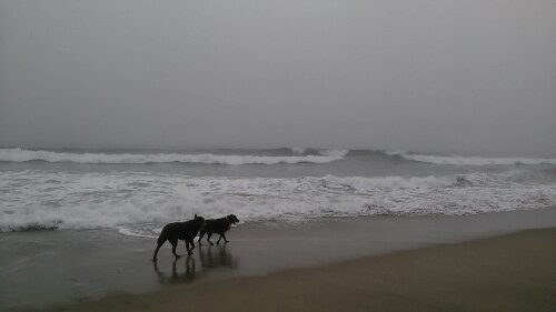 IMG_20130908_054326.jpg image