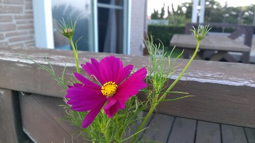 IMG_20130913_165954.jpg image