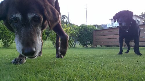 IMG_20130913_170021.jpg image