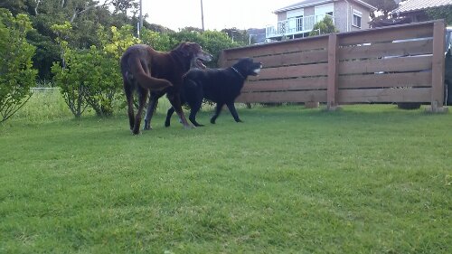 IMG_20130913_170055.jpg image