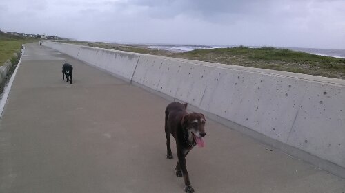 IMG_20130916_054814.jpg image