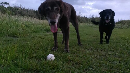 IMG_20130916_055316.jpg image