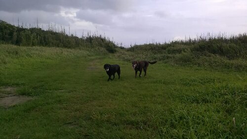 IMG_20130916_055343.jpg image