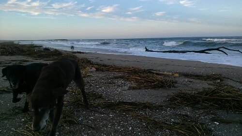 IMG_20130917_171953.jpg image