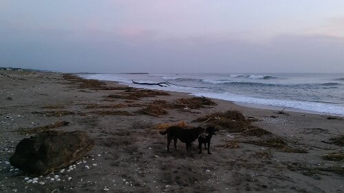 IMG_20130921_052020.jpg image