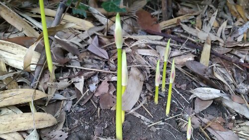 IMG_20130921_053432.jpg image