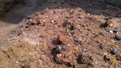 IMG_20130922_132036.jpg image