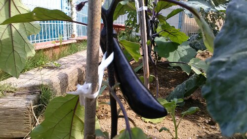 IMG_20130922_132106.jpg image