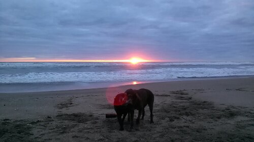 IMG_20130929_053341.jpg image