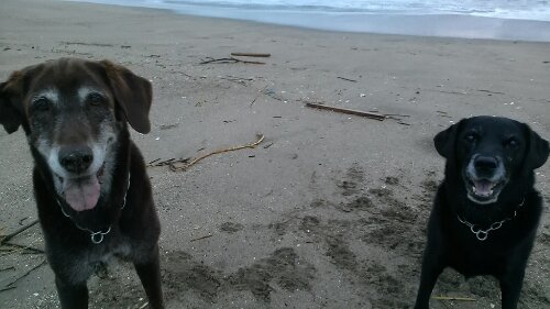 IMG_20130929_053944.jpg image