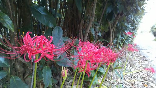 IMG_20130929_054852.jpg image