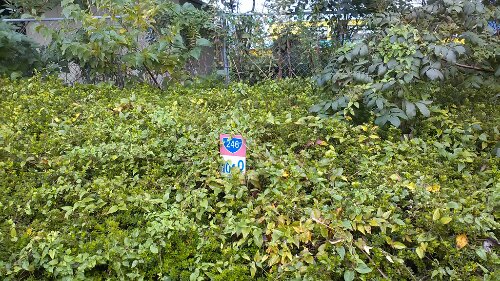 IMG_20131001_154133.jpg image