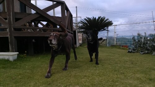 IMG_20131022_161118.jpg image