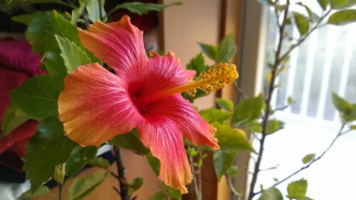 IMG_20131116_070053.jpg image