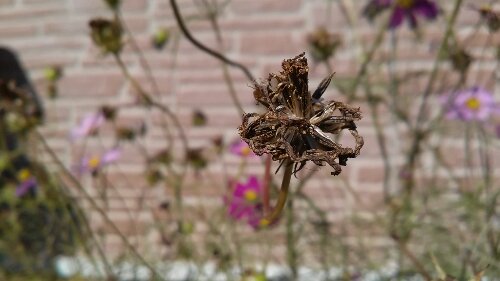 IMG_20131116_122450.jpg image