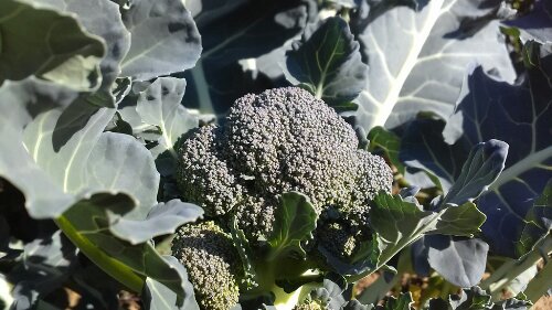 IMG_20131116_123225.jpg image