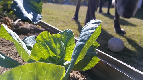 IMG_20131116_123244.jpg image