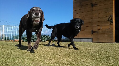 IMG_20131116_123513.jpg image