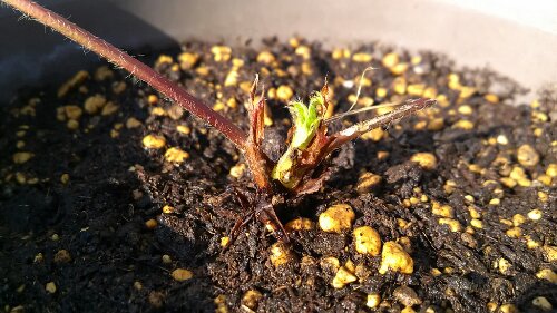 IMG_20131116_135316.jpg image