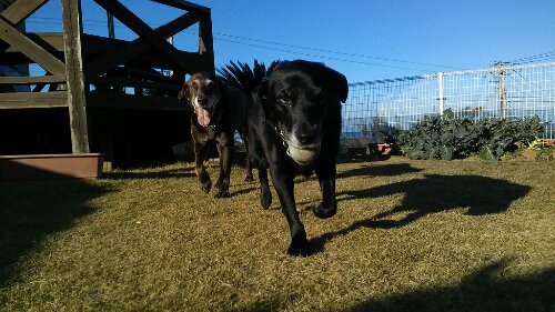 IMG_20131122_144655.jpg image