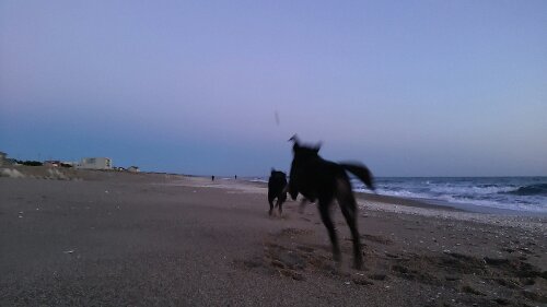 IMG_20131123_061059.jpg image