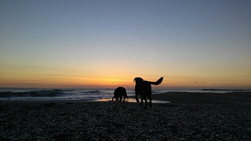 IMG_20131123_062056.jpg image