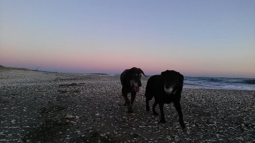 IMG_20131123_062207.jpg image