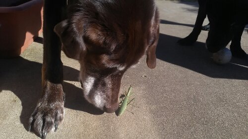 IMG_20131123_132210.jpg image