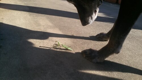 IMG_20131123_132225.jpg image