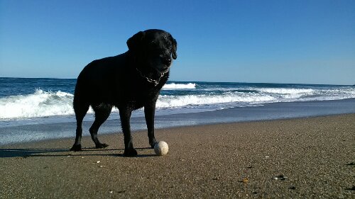 IMG_20131123_135126.jpg image