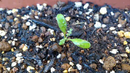 IMG_20131123_150223.jpg image