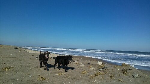 IMG_20131225_124244.jpg image