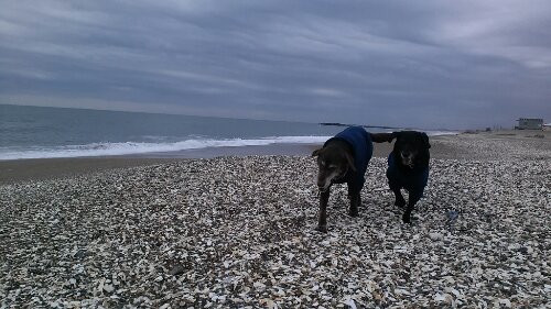 IMG_20140103_125159.jpg image