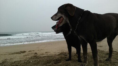 IMG_20140203_131235.jpg image