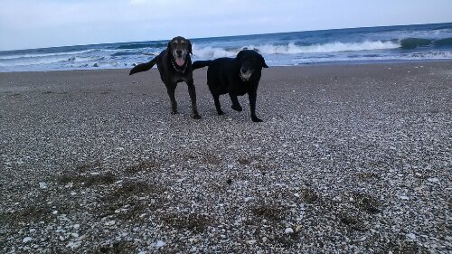 IMG_20140307_143921.jpg image