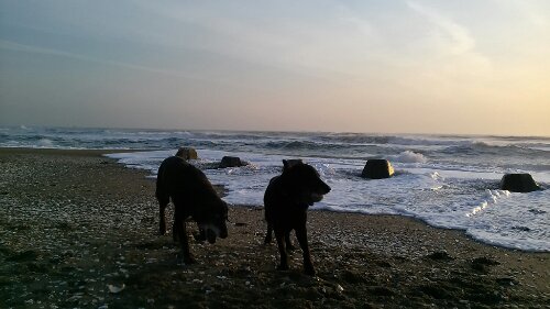 IMG_20140402_060236.jpg image