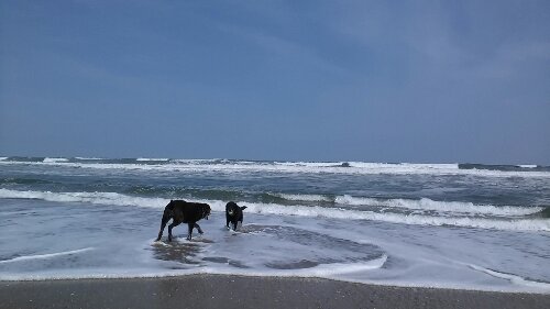 IMG_20140402_120859.jpg image