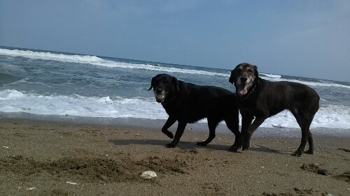 IMG_20140402_121420.jpg image