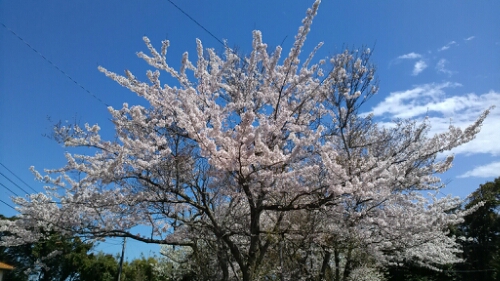 IMG_20140405_121443.jpg image