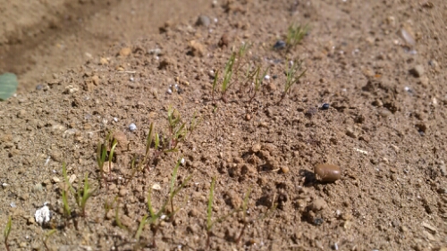 IMG_20140405_124838.jpg image