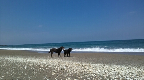 IMG_20140414_125158.jpg image