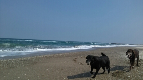 IMG_20140417_140213.jpg image